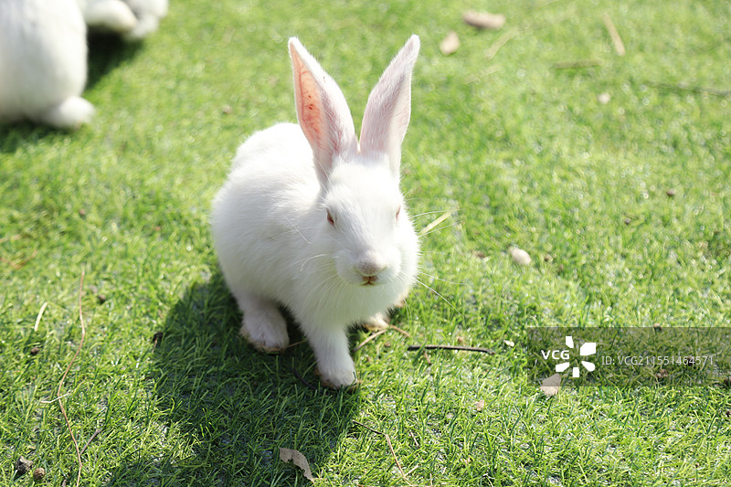 小白兔图片素材