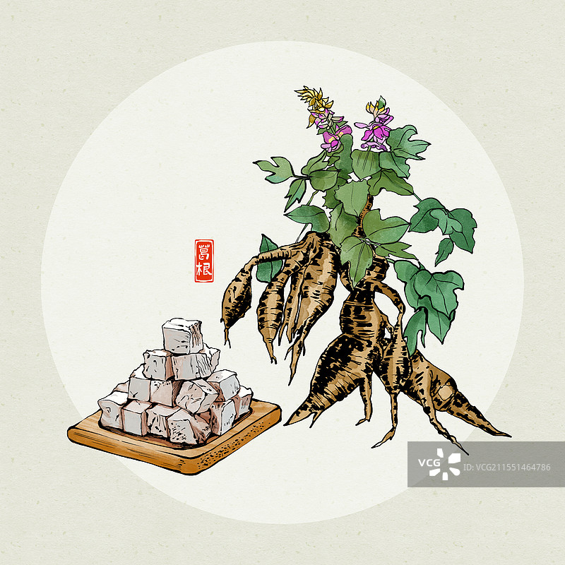 中药葛根插画图片素材