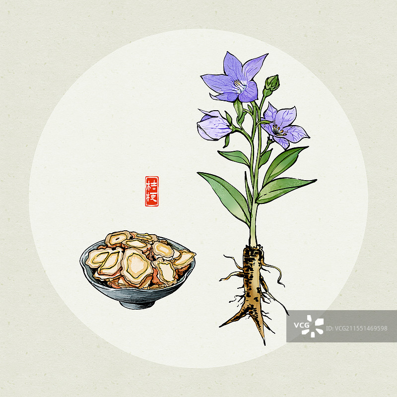 中药桔梗插画图片素材