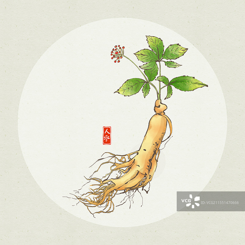中药人参插画图片素材
