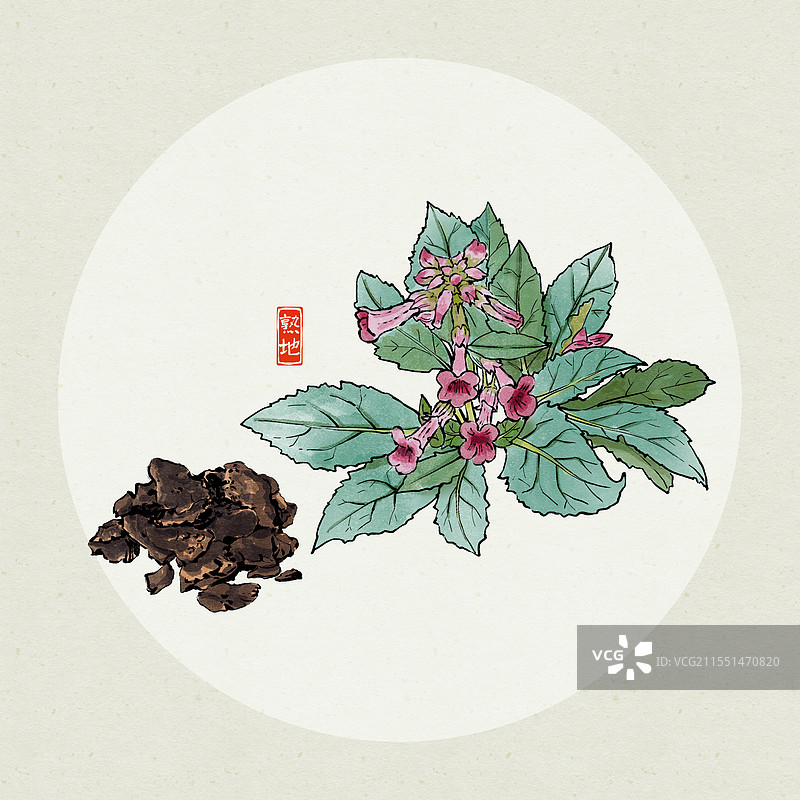 中药熟地黄插画图片素材
