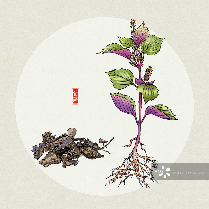 中药紫苏插画图片素材