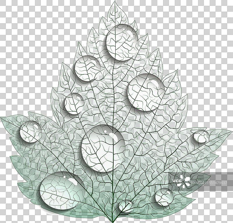 透明薄膜上的露珠图片素材