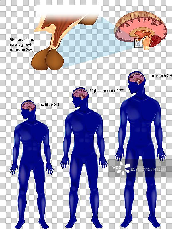 生长的内分泌调节：垂体腺图片素材
