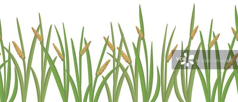 无缝图案与麝鼠根图片素材