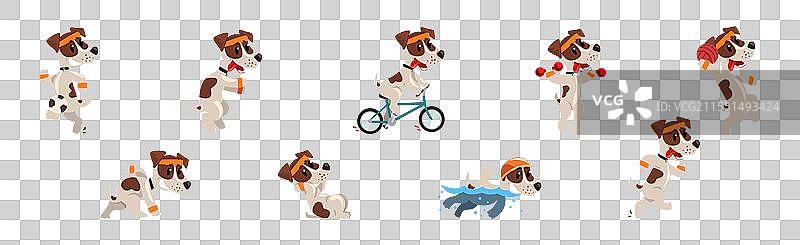 搞笑的杰克罗素梗小狗进行体育活动图片素材