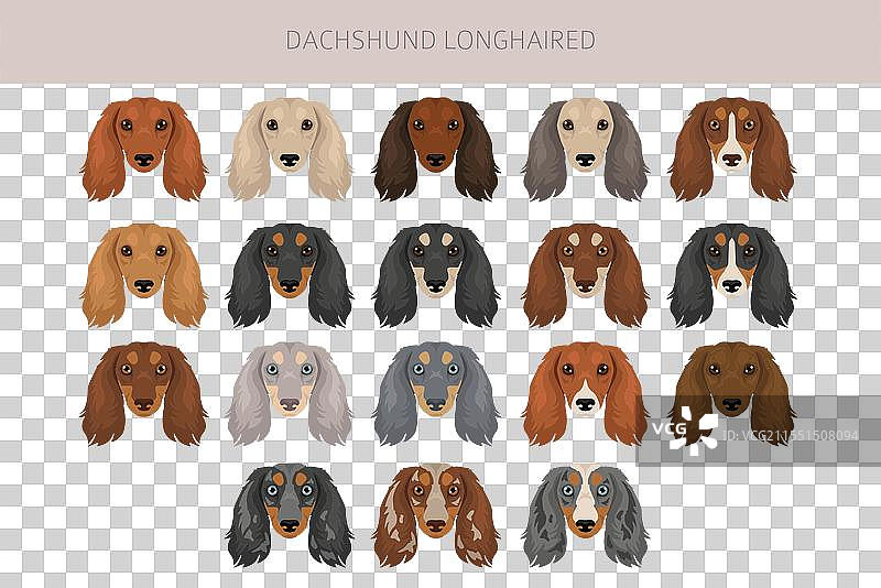 长毛腊肠犬剪贴画，不同毛色图片素材
