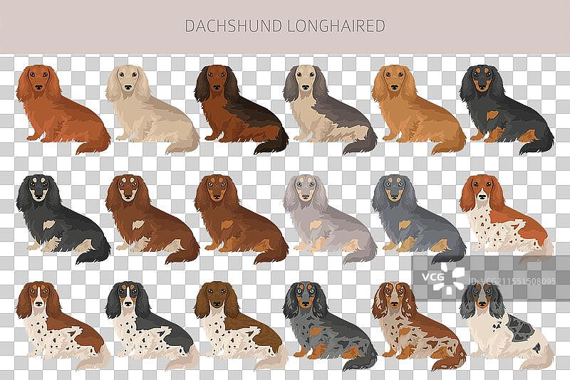 长毛腊肠犬剪贴画，不同毛色图片素材