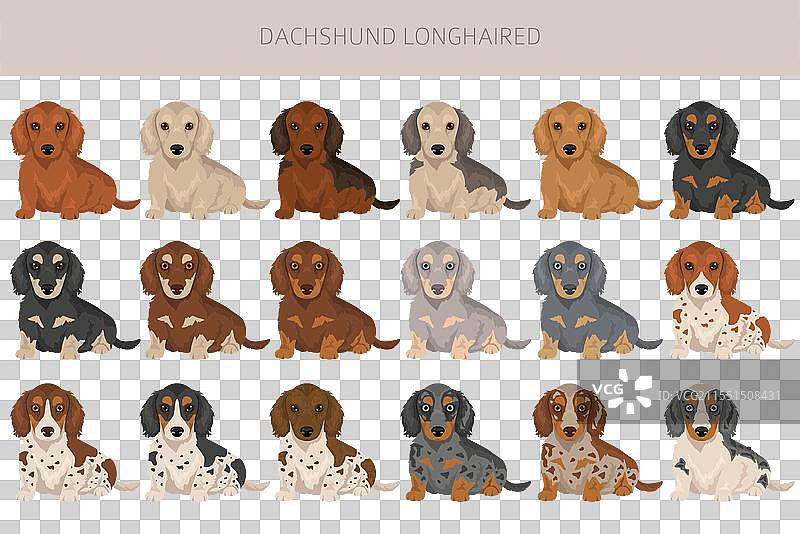 长毛腊肠犬剪贴画，不同毛色图片素材