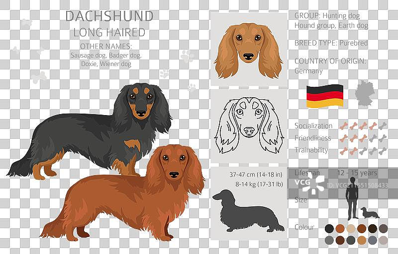 长毛腊肠犬剪贴画，不同毛色图片素材