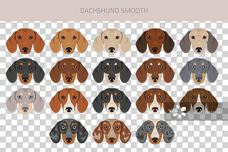 短毛腊肠犬剪贴画，不同毛色图片素材