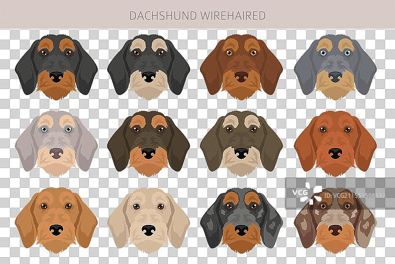 长毛腊肠犬剪贴画，不同毛色图片素材