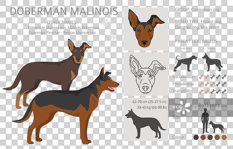 杜宾犬马里努阿犬剪贴画比利时马里努阿犬图片素材