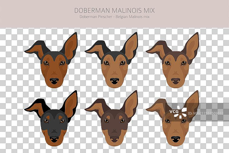 杜宾犬马里努阿犬剪贴画比利时马里努阿犬图片素材