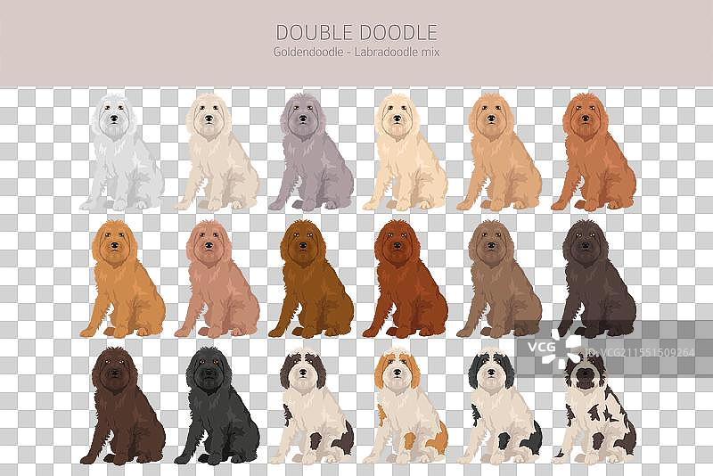 双重涂鸦剪贴画拉布拉多犬 - 金毛贵宾犬图片素材