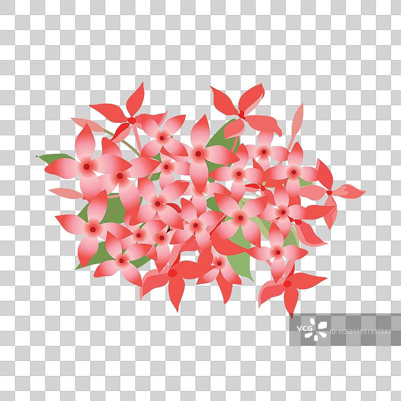 九重葛植物图片素材