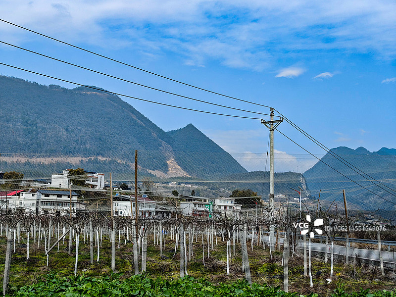 梨园风光拍摄于湖北省建始县长梁乡六月雪梨基地图片素材
