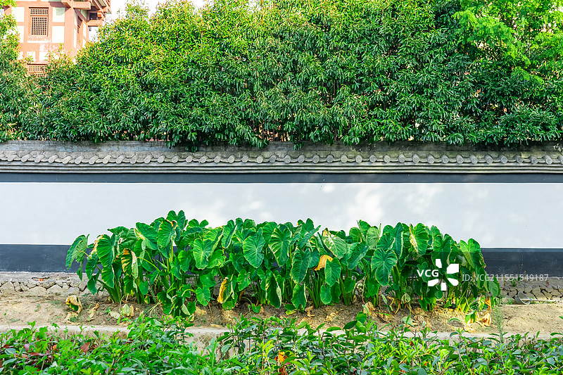 中国乡村风格种植园拍摄主题，白色的传统墙壁和河岸的洋芋蔬菜园，户外白昼无人图像摄影图片素材