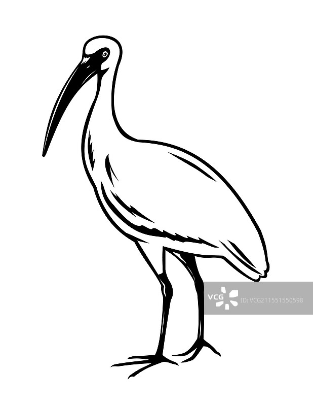 美洲白鹮或白鹮木刻图片素材