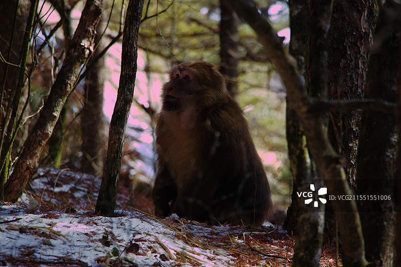 黄山猴哥图片素材