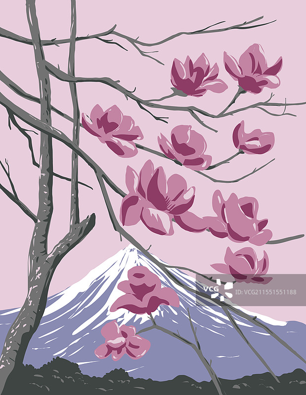 新西兰塔拉纳基山下的紫玉兰花图片素材