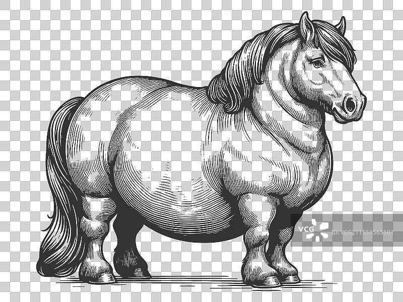肥胖马的雕刻素描图片素材