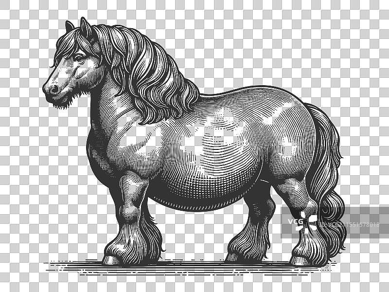 肥胖马的雕刻素描图片素材