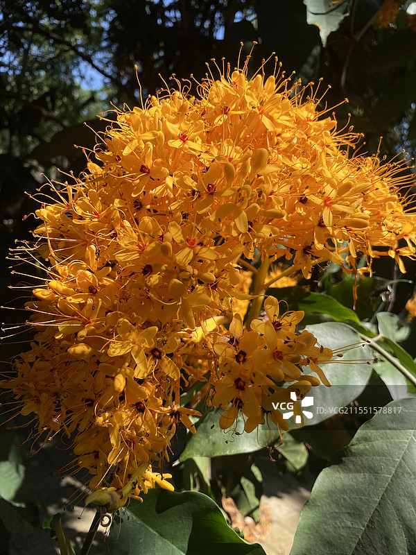 西双版纳热带花卉园景区中的中国无优花图片素材