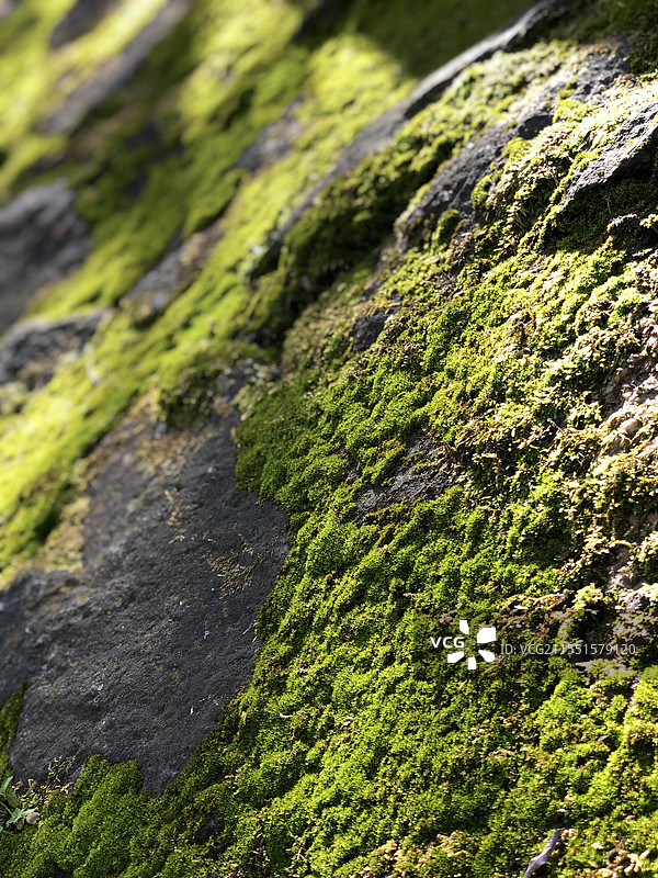 岩石山的苔藓特写镜头图片素材
