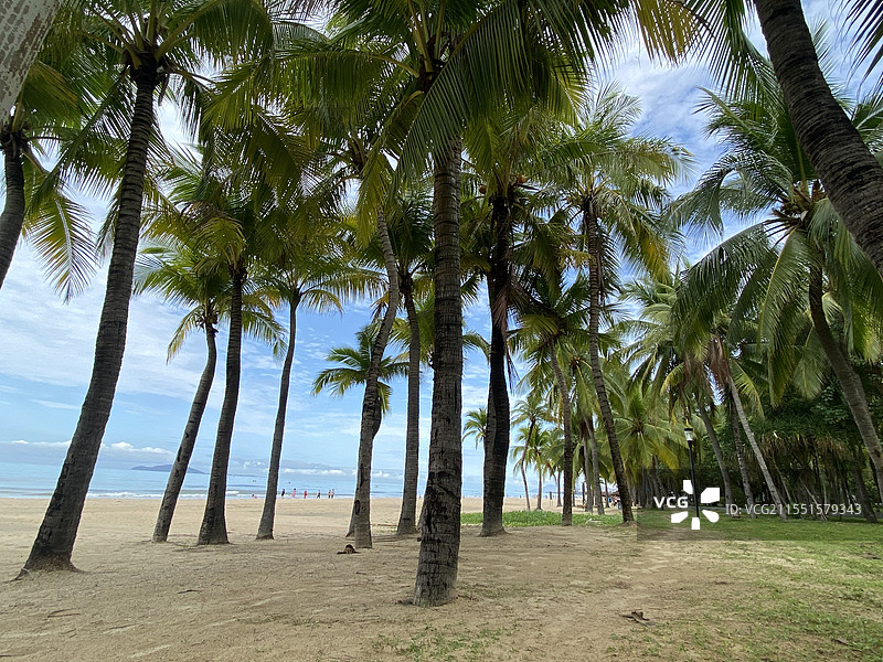 海边的椰子树图片素材