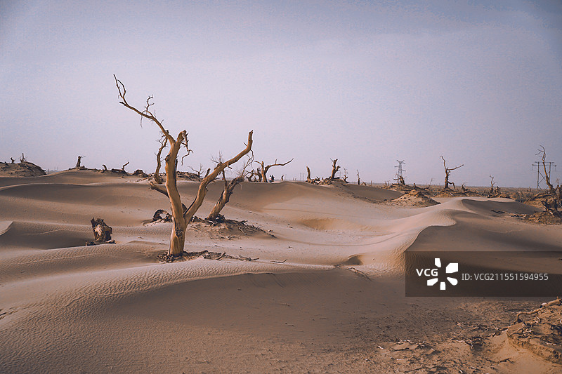 新疆巴州轮台沙漠公路里的胡杨林图片素材