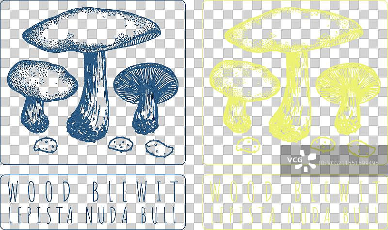 手绘的木耳菇图案图片素材