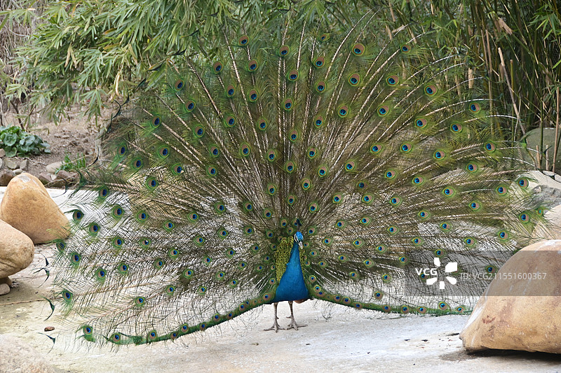 上海动物园的孔雀开屏全幅图图片素材