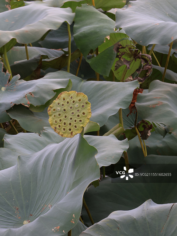 杭州似乎莲蓬图片素材