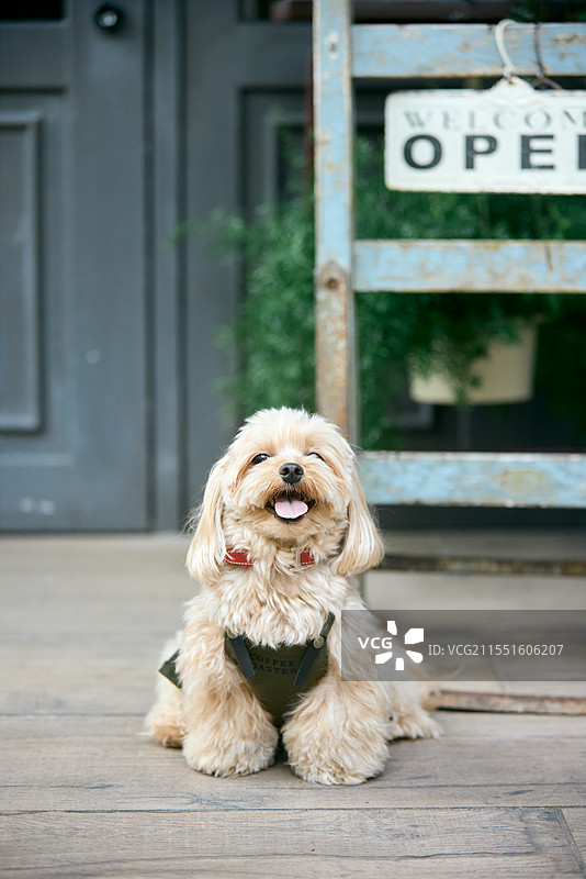 狗坐在木地板上，旁边有一个写着“开放”的标志图片素材