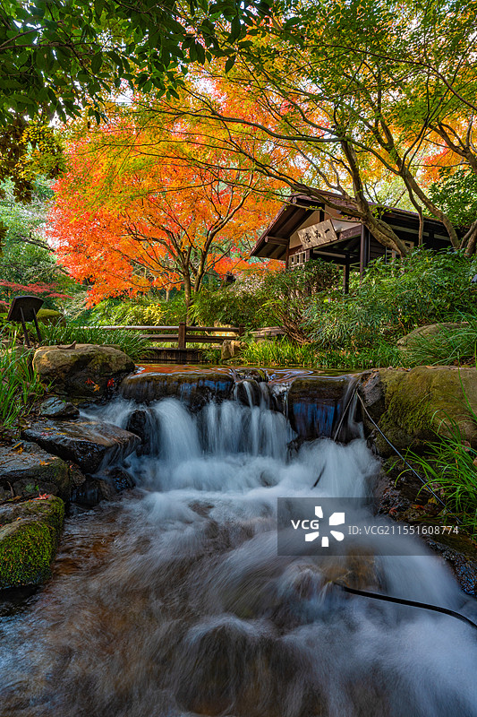 杭州茶叶博物馆秋天枫叶瀑布水流图片素材