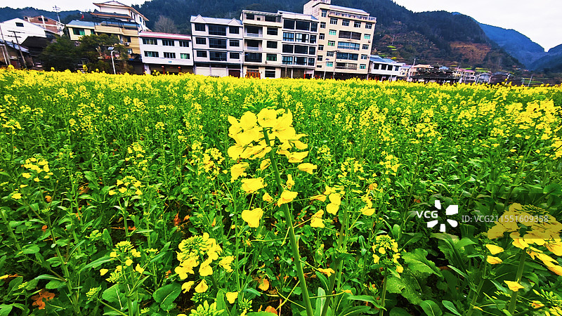 春天里的油菜花田图片素材