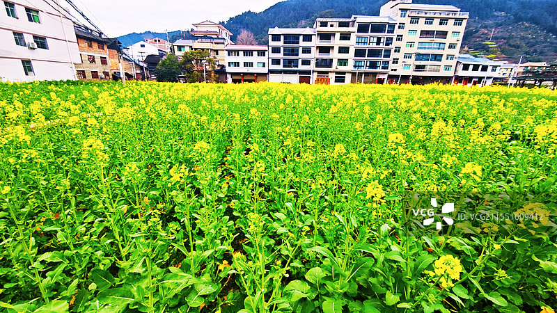 春天里的油菜花田图片素材