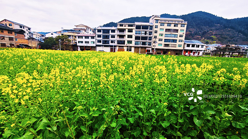 春天里的油菜花田图片素材