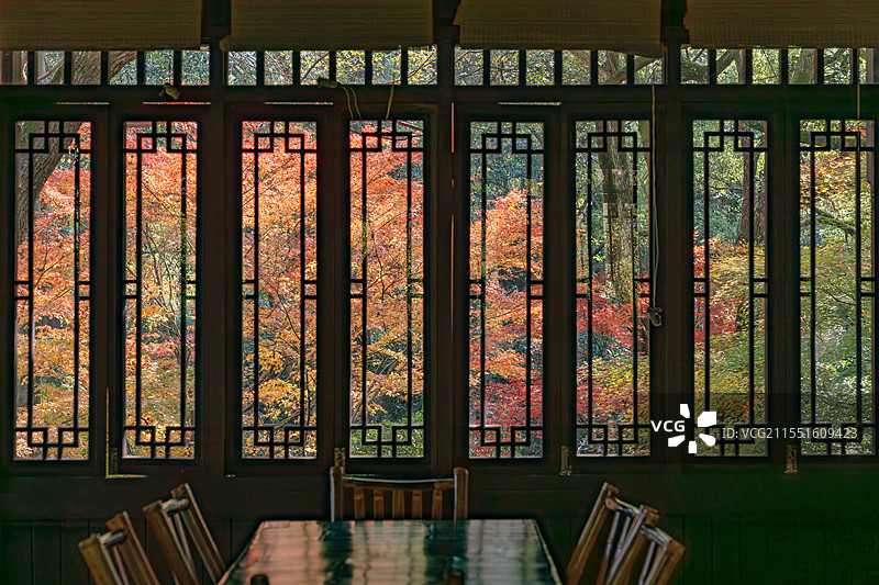 杭州茶叶博物馆秋天红枫中式窗景茶桌茶室图片素材