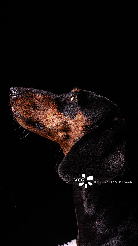 腊肠犬肖像图片素材