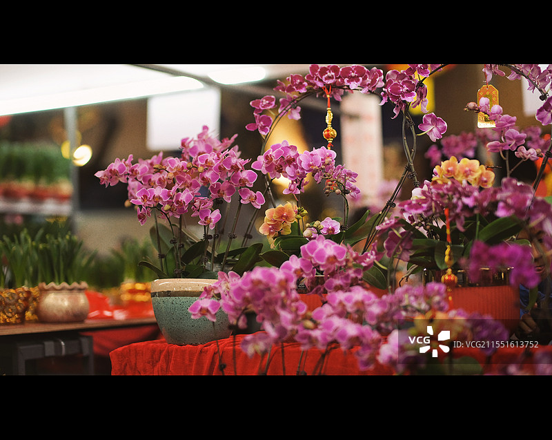 广州越秀花市 蝴蝶兰图片素材