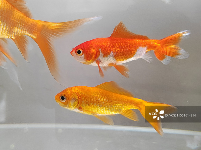 成双成对的草金鱼图片素材