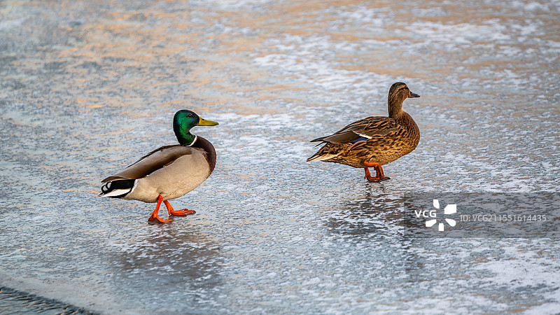 莫斯科河冰面上一雄一雌绿头鸭图片素材