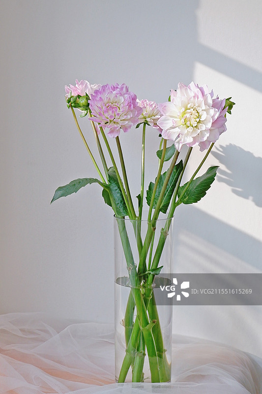 大丽花瓶花图片素材