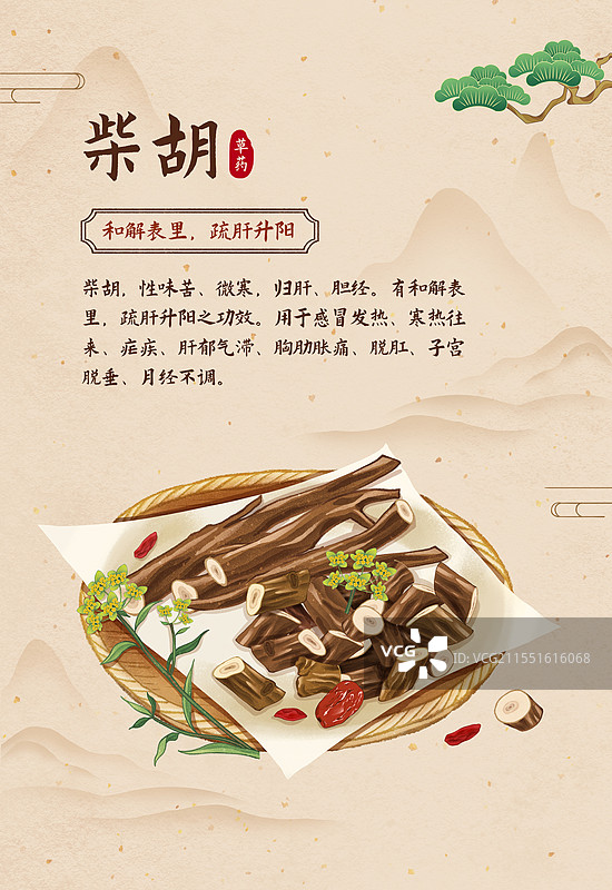 中国传统文化中医养生中草药药材医疗用品之柴胡图片素材