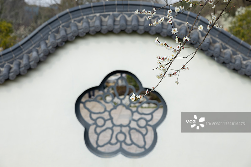 白色弓形梅花花墙照壁前面的一支白色梅花图片素材