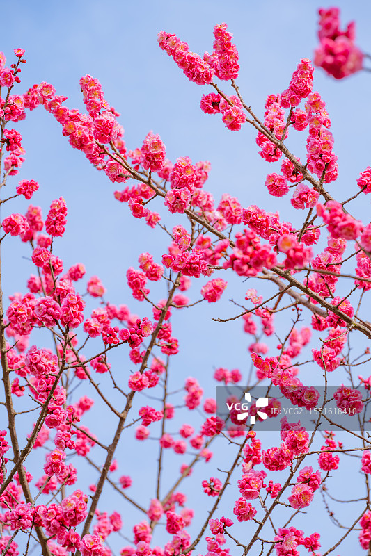 春天的梅花图片素材