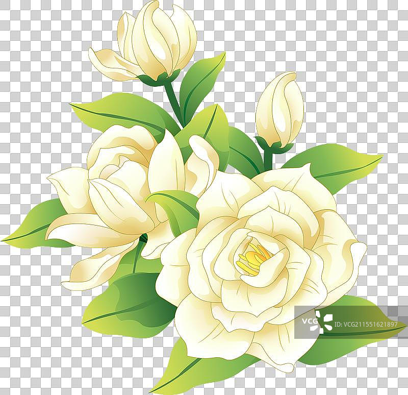 栀子花 插画元素图片素材