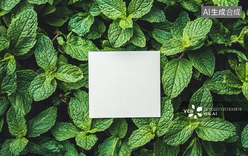 【AI数字艺术】一张空白的白色卡片，放置在茂密的绿色薄荷叶中间。背景充满了新鲜的薄荷叶，给人一种清新自然的感觉。图片素材
